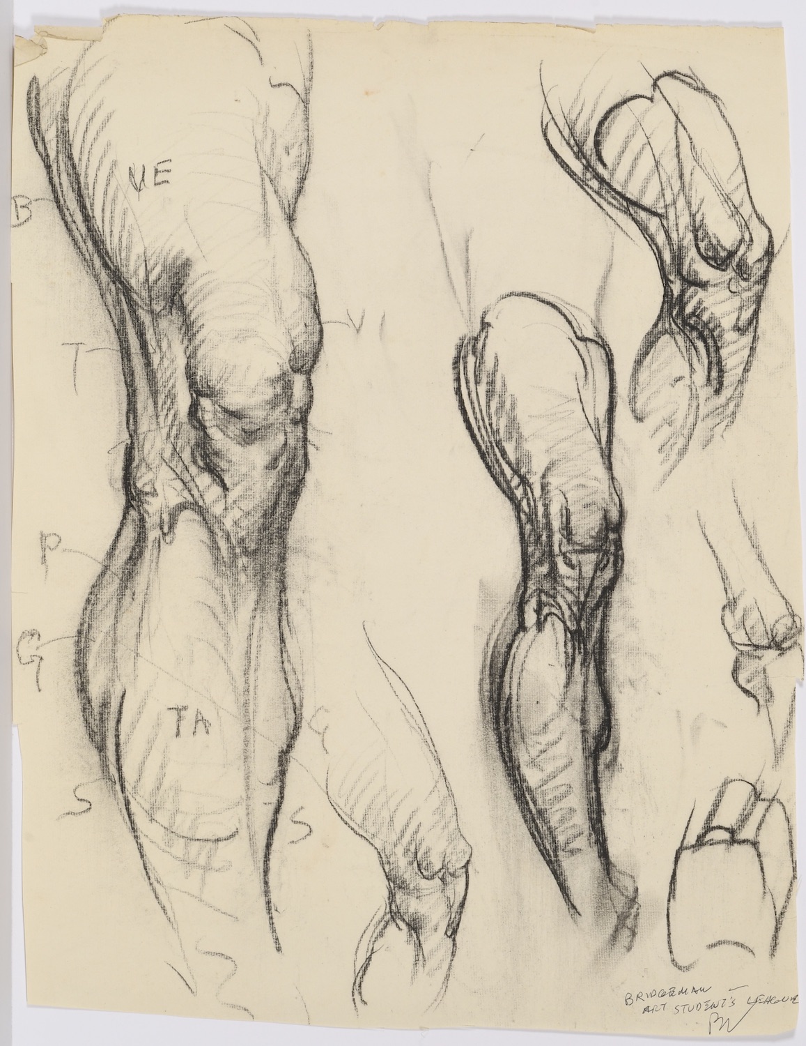 George Bridgman artistic anatomy